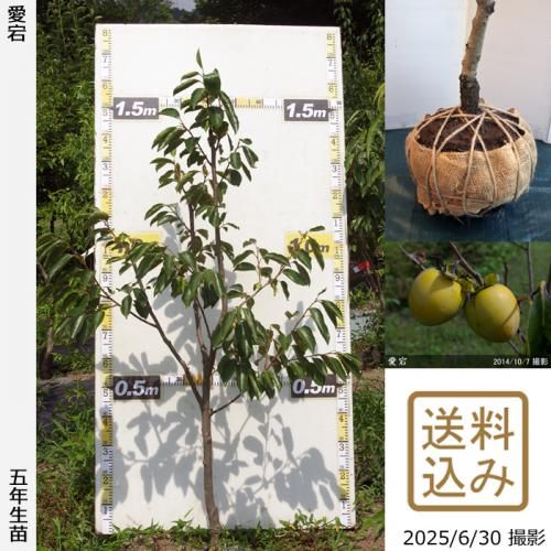<img class='new_mark_img1' src='https://img.shop-pro.jp/img/new/icons14.gif' style='border:none;display:inline;margin:0px;padding:0px;width:auto;' />2025ǯͽʡġ(³)()[Ϸ 2021ǯ:L]