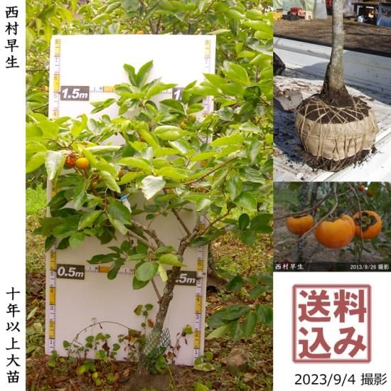 【予約商品】大苗◇カキ(不完全