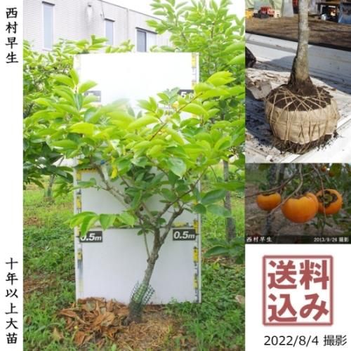 【予約商品】大苗◇カキ(不完全