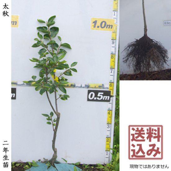 カキ 不完全甘柿 西村早生 にしむらわせ 地掘大苗 果樹苗 大苗 苗木販売の隅田農園 京都丹波