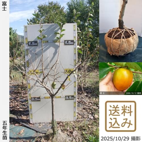 ڽ缡вġ(³)ٻ(դ)[Ϸ 2021ǯ:L]ռӡ