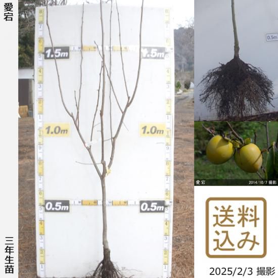 【順次出荷中】3年生苗◇カキ(