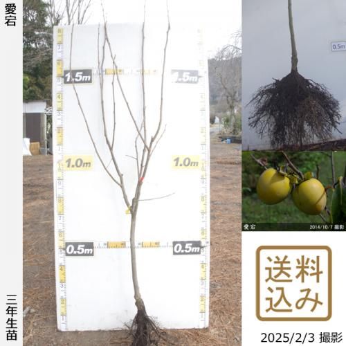 【順次出荷中】3年生苗◇カキ(