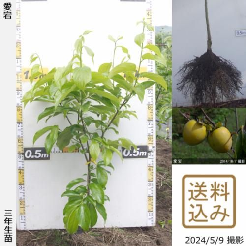 【順次出荷中】3年生苗◇カキ(