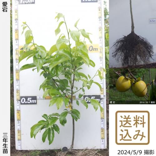 【順次出荷中】3年生苗◇カキ(