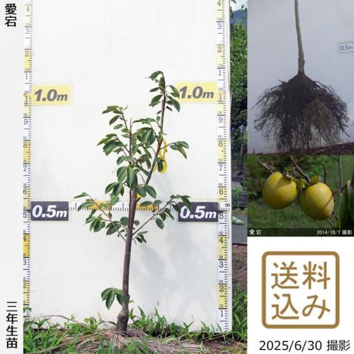 <img class='new_mark_img1' src='https://img.shop-pro.jp/img/new/icons14.gif' style='border:none;display:inline;margin:0px;padding:0px;width:auto;' />2025ǯͽʡ3ǯġ(³)()[դ뤤 2023ǯ:M]