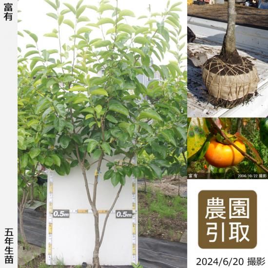【順次引渡中】大苗◇カキ(甘柿