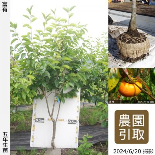 【順次引渡中】大苗◇カキ(甘柿