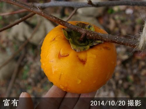 【順次引渡中】大苗◇カキ(甘柿