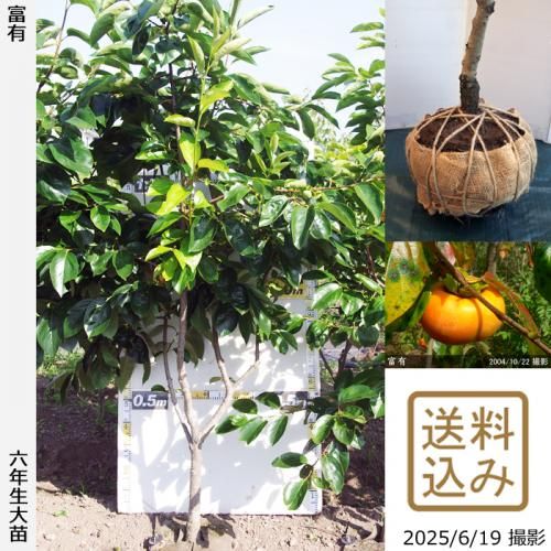 <img class='new_mark_img1' src='https://img.shop-pro.jp/img/new/icons14.gif' style='border:none;display:inline;margin:0px;padding:0px;width:auto;' />2025ǯͽʡġ(ų)ͭ(դ椦)[Ϸ 2020ǯ:3L]ռӡ緿