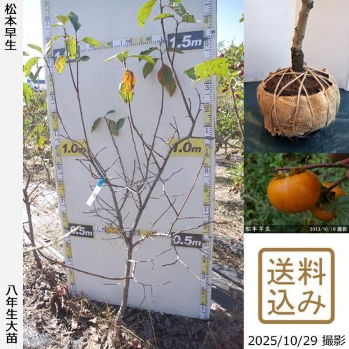 ڽ缡вġ(ų)(ޤĤȤ碌)[Ϸ 2018ǯ:S]