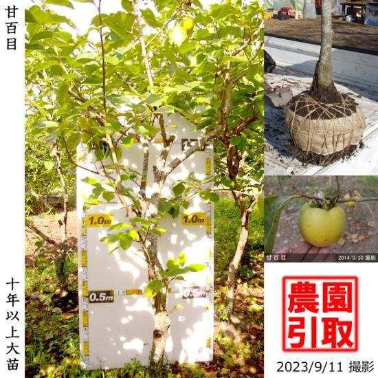 【予約商品】大苗◇カキ(不完全