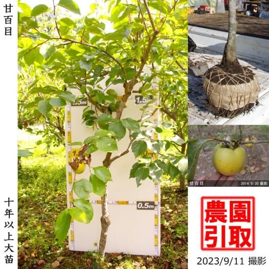 【順次引渡中】大苗◇カキ(不完