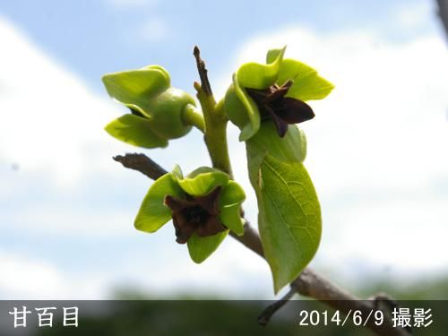 【順次引渡中】大苗◇カキ(不完