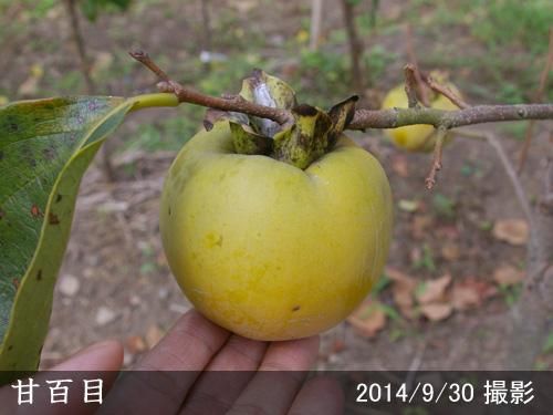 【順次引渡中】大苗◇カキ(不完
