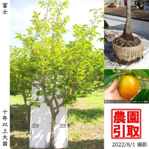 【順次引渡中】大苗◇カキ(渋柿