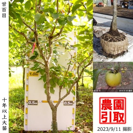 【予約商品】大苗◇カキ(不完全