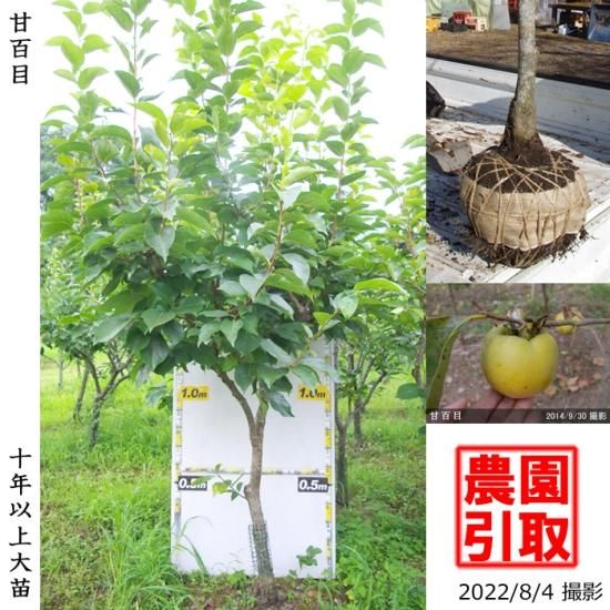 【順次引渡中】大苗◇カキ(不完
