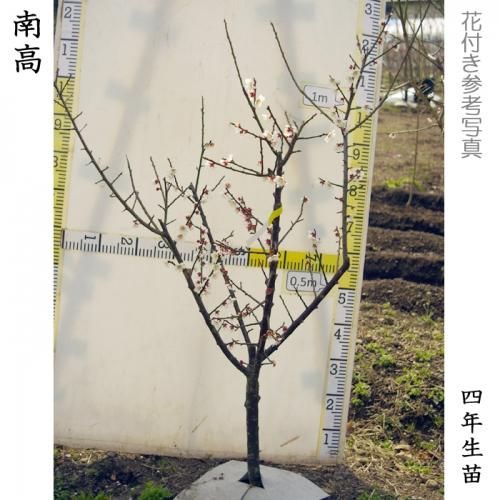 【2025年度予約商品】大苗◇