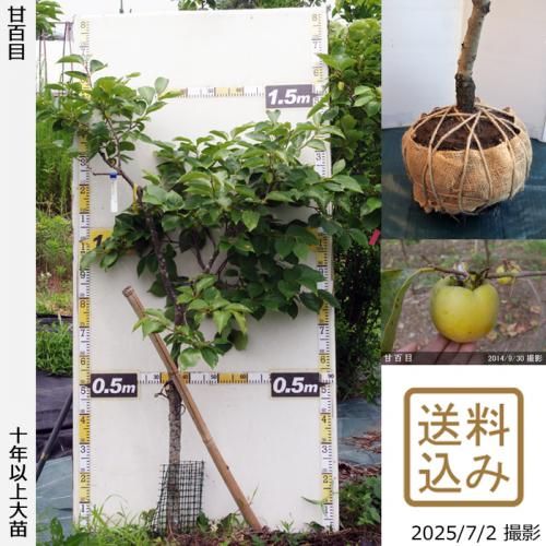 <img class='new_mark_img1' src='https://img.shop-pro.jp/img/new/icons14.gif' style='border:none;display:inline;margin:0px;padding:0px;width:auto;' />ͽʡġ(Դų)ɴ(ޤҤ㤯)[Ϸ 2014ǯ:S]ռӡ