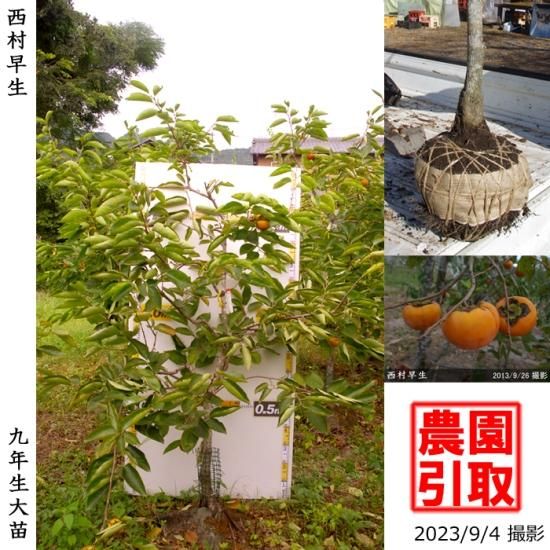 【予約商品】大苗◇カキ(不完全