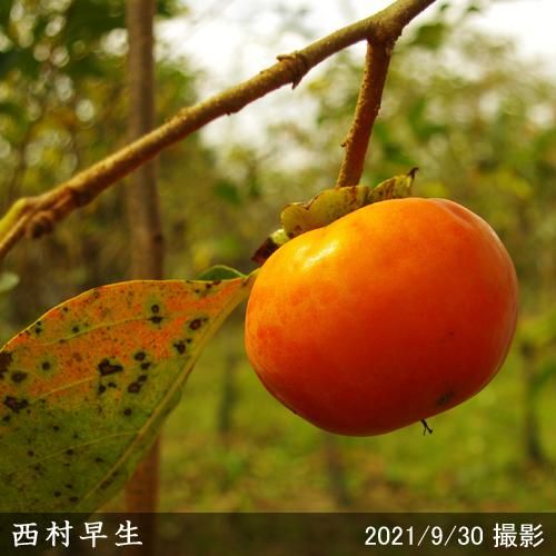 【予約商品】大苗◇カキ(不完全
