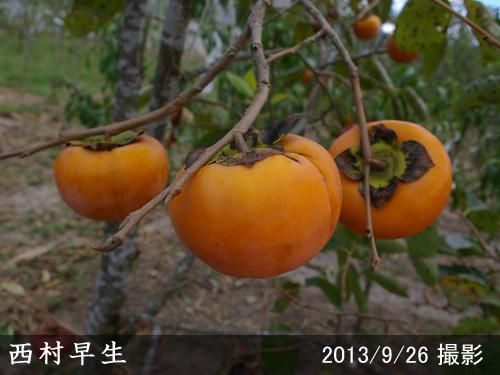 【予約商品】大苗◇カキ(不完全