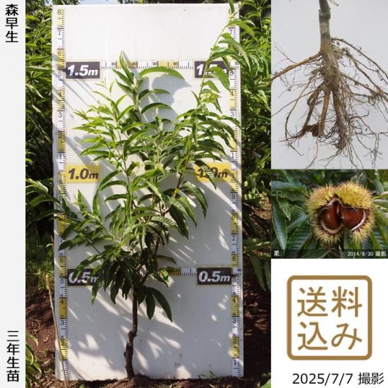 3年生苗◇クリ(栗 極早生種)