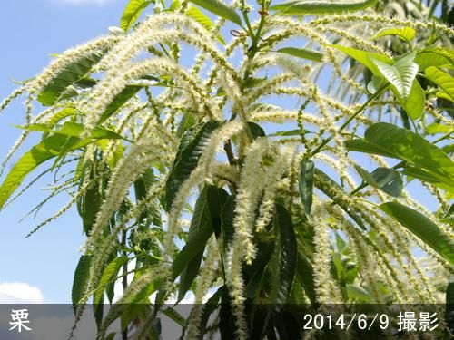 3年生苗◇クリ(栗 極早生種)