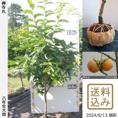【順次出荷中】大苗◇カキ(不完