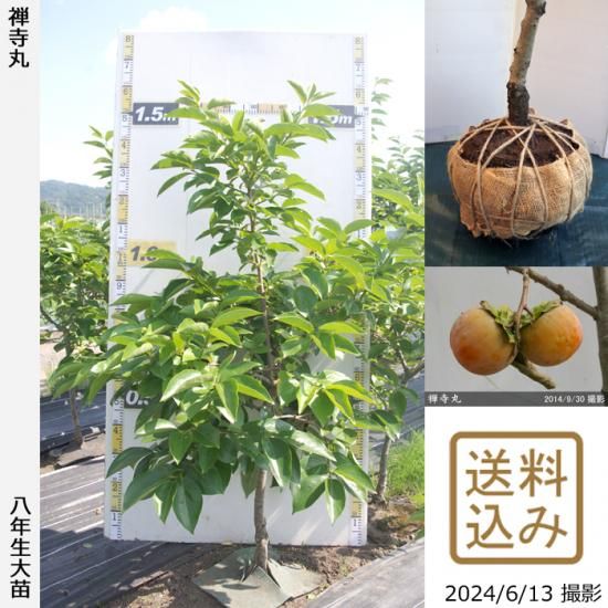 【順次出荷中】大苗◇カキ(不完