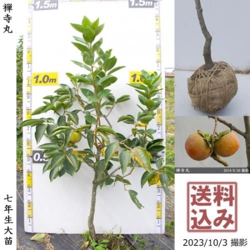 【順次出荷中】大苗◇カキ(不完