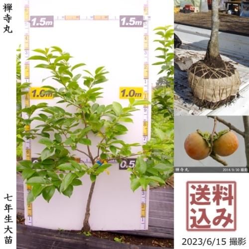 【順次出荷中】大苗◇カキ(不完