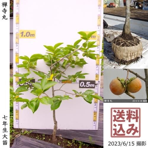 【順次出荷中】大苗◇カキ(不完