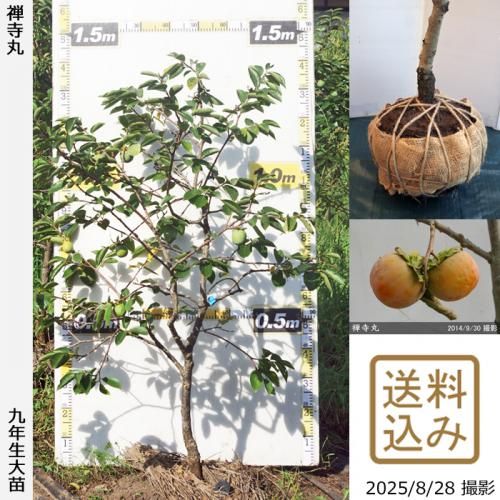 2025ǯͽʡġ(Դų) (󤸤ޤ)[Ϸ 2017ǯ:S]ռӡ