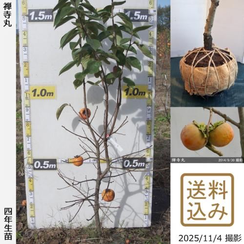 <img class='new_mark_img1' src='https://img.shop-pro.jp/img/new/icons14.gif' style='border:none;display:inline;margin:0px;padding:0px;width:auto;' />ڽ缡вġ(Դų) (󤸤ޤ)[Ϸ 2022ǯ:L]ռӡ