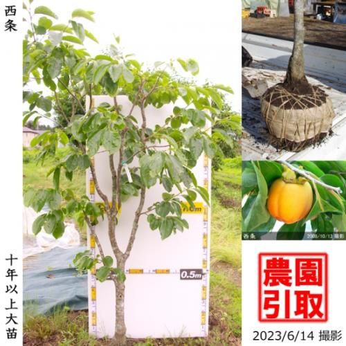 【順次引渡中】大苗◇カキ(渋柿