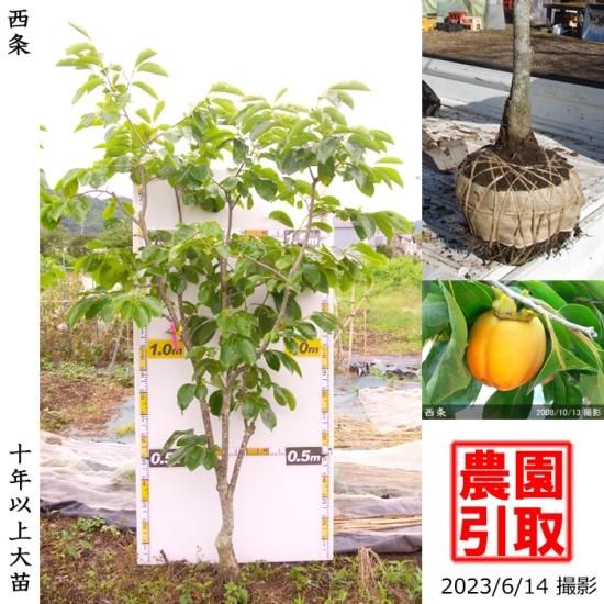 カキ 渋柿 西条 さいじょう 地掘大苗 果樹苗 大苗 苗木販売の隅田農園 京都丹波 カキ 渋柿 西条 さいじょう 地掘大苗 果樹苗 大苗 苗木販売の隅田農園 京都丹波
