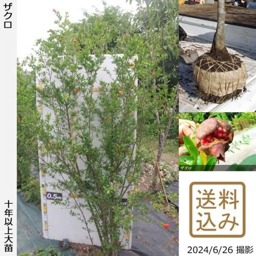 ザクロ(柘榴)の地掘大苗 - 果樹苗・大苗・苗木販売の隅田農園@京都亀岡