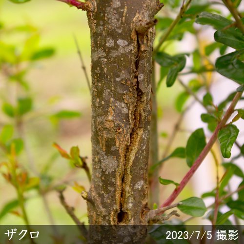 ザクロ(柘榴)の地掘大苗 - 果樹苗・大苗・苗木販売の隅田農園@京都亀岡