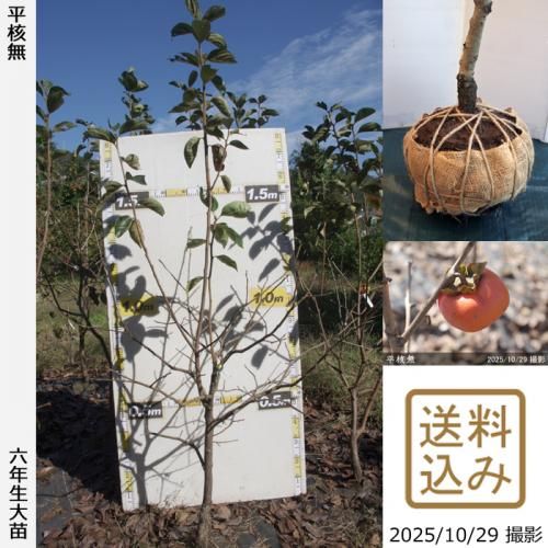 ڽ缡вġ(³) ʿ̵(Ҥ餿ͤʤ)[Ϸ 2020ǯ:M]ռӡ緿