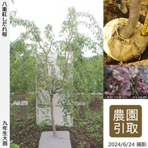 【順次引渡中】大苗◇サクラ(桜