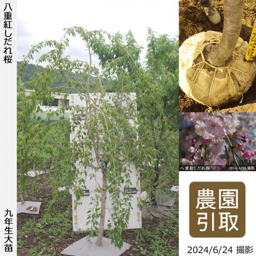 八重紅しだれ桜]サクラ(桜)・しだれ桜の大苗 - 果樹苗・大苗・苗木販売