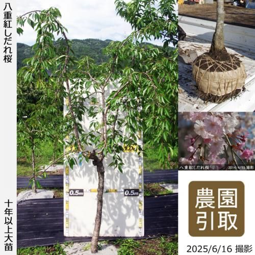 <img class='new_mark_img1' src='https://img.shop-pro.jp/img/new/icons14.gif' style='border:none;display:inline;margin:0px;padding:0px;width:auto;' />【2025年度予約商品】大苗◇サクラ(桜) 八重紅しだれ桜[地掘苗 2016年:4L(樹高high)]＊農園引取のみ