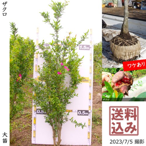 ザクロ(柘榴)の地堀大苗 - 果樹苗・大苗・苗木販売の隅田農園@京都丹波