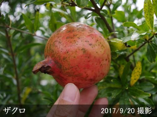 【2025年度予約商品】3年生