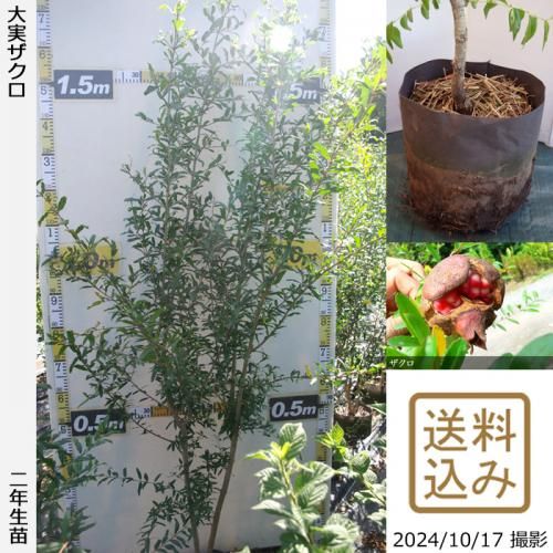 ġ¥()[Ϸ 2019ǯ:M]