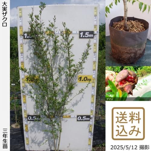 <img class='new_mark_img1' src='https://img.shop-pro.jp/img/new/icons14.gif' style='border:none;display:inline;margin:0px;padding:0px;width:auto;' />2025ǯͽʡ3ǯġ¥()[ݥå 2023ǯ:LL]