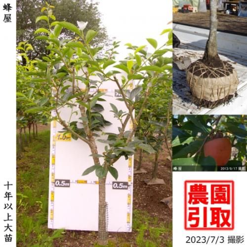 【順次引渡中】大苗◇カキ(渋柿
