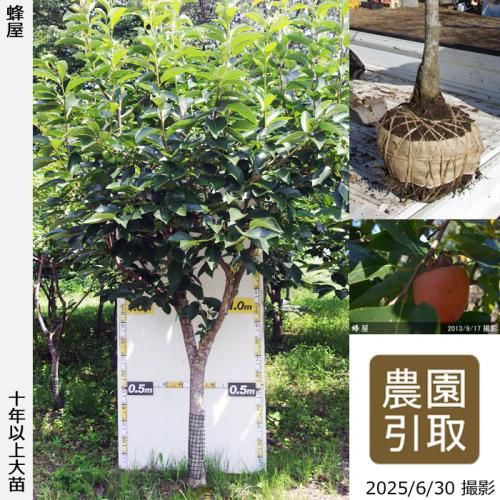 <img class='new_mark_img1' src='https://img.shop-pro.jp/img/new/icons14.gif' style='border:none;display:inline;margin:0px;padding:0px;width:auto;' />ͽʡġ(³)˪(Ϥ)[Ϸ 2014ǯ:7L]ռӡΤ